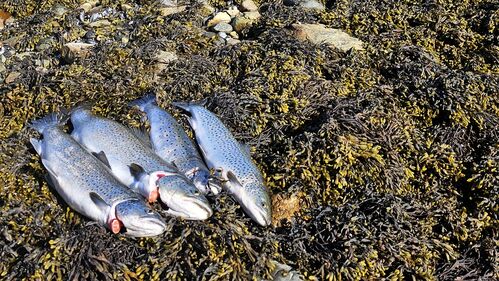 Toppelbukt Lodge & Sjøfiske - Forutsetningene for en fiskeferie kan nesten ikke være bedre.